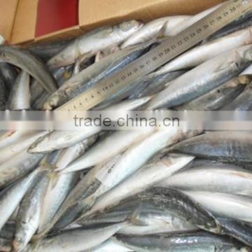 Land Frozen round scad with sizes 90 pcs / 10 kg ctn