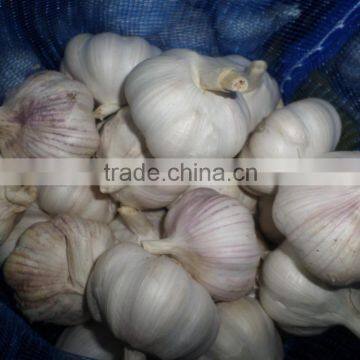 Jinxiang Garlic Normal White Fresh Garlic New Crop