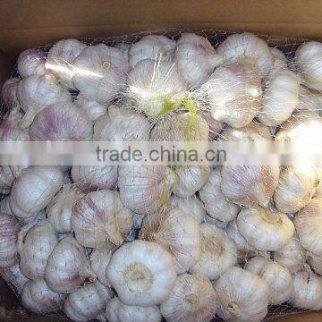 White garlic