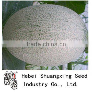 RM oval shape and high yield hybrid melon seeds