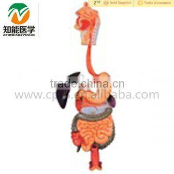 Human Anatomical Digestive System Model