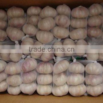 Normal White Garlic Price 10kg/carton for Colombia Market photo-2