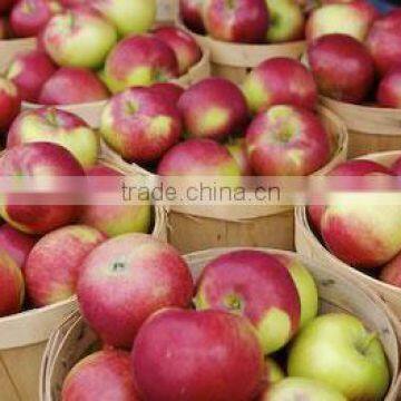 Bulk Fresh Grade A Gold and Green apples / CLASS 1