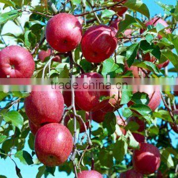 Fuji Apple Exporter in China