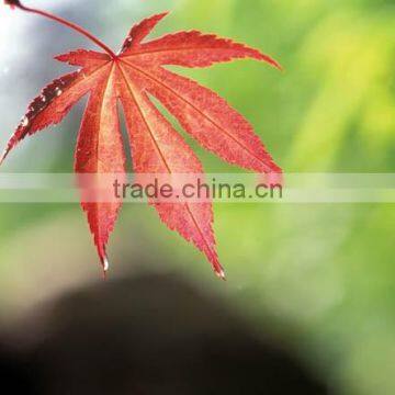 Digital Printing Sheet Glass Manufacture The Float Process photo-3