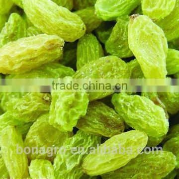 Fresh green raisin,free sample is available