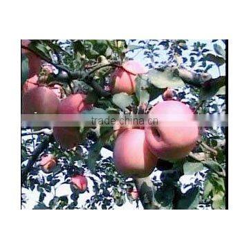 red star apple