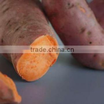 Fresh sweet potatoes