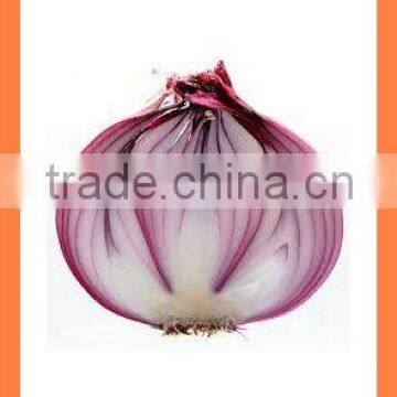 bulk FOR SALE Fresh Red Onion