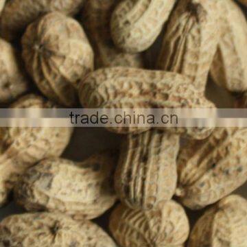 Salty Nut, Salty Snack, Roasted Peanuts in Shell photo-2