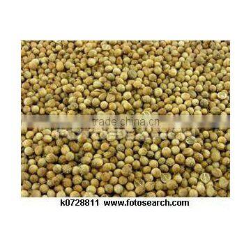 Coriander Seeds Green