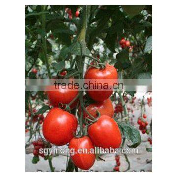 Hybrid Tomato F1 Seeds Fresh Tomato Greenhouse Tomato Seed Hybrid Seed Production Tomato photo-3