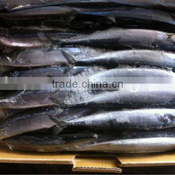 Frozen pacific Saury whole round