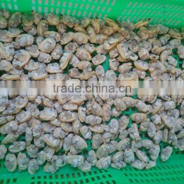 Sand and Chemical Free New Boiled Clam Meat for Sale photo-3