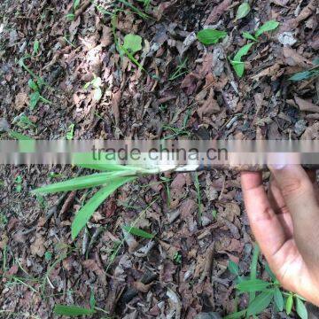 Rhizoma Curculiginis for Medicine Use