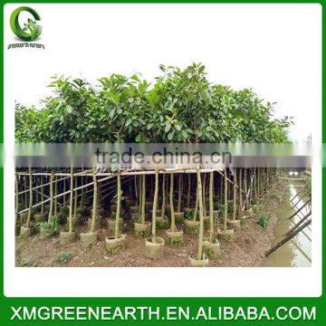 Ficus altissima diameter 3-5cm (1)