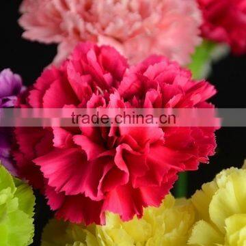 Bottom price Bett carnation flowers rose red