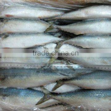 Scomber scombrus Frozen pacific mackerel