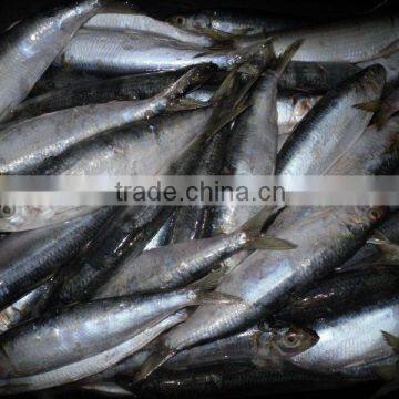 Sardine