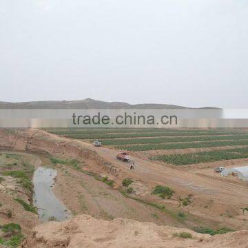 Lycium Barbarum ,himalaye Goji photo-2