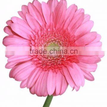 Pink Color Fresh Cut Gerbera Flower China Flower Exporter