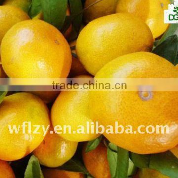 FRESH MANDARIN ORANGE WHOLESALE