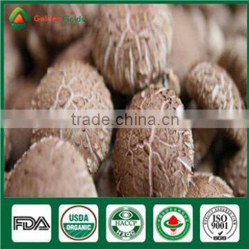 China High Yield Organic Shiitake Mushroom Log Spawn Bag Growing Kit photo-2