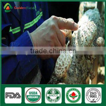 Mushrooms Product Type and Shiitake Mushroom Growing Seed Spawn Log photo-4