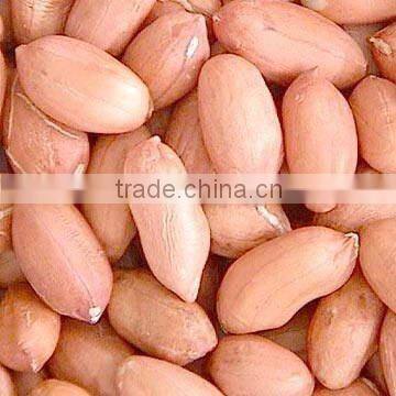 new crop red skin pernut kernel