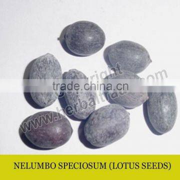 LOTUS SEEDS