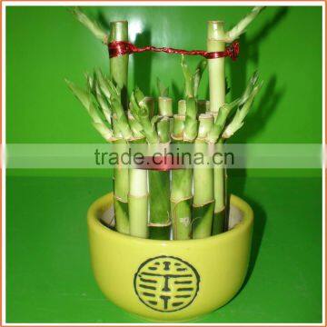 Bucket Shape Lucky Bamboo Bonsai Dracaena Sanderiana Indoor Ornamental Aquatic Feng Shui Plants Nursery Garden Decoration photo-2
