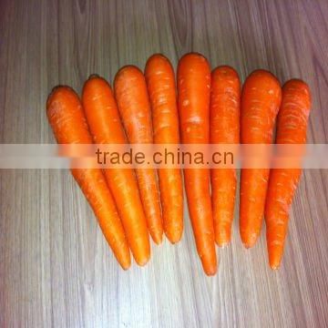 red carrot,growing carrots