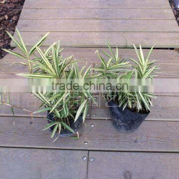 Perennial Plants Bamboo Seedling