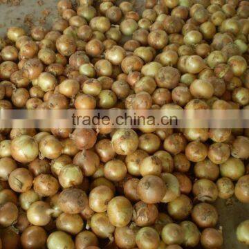 High Quality & Competitive Price & Best Taste of Yellow Onion