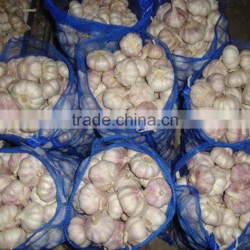YUYUAN Brand Hot Sail Fresh Garlic Black Garlic Powder