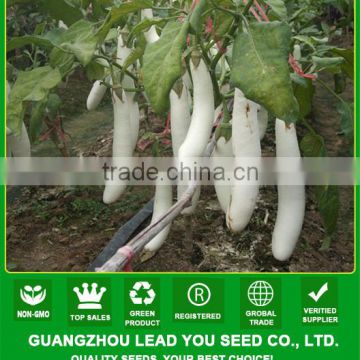 E04 Guanglian f1 hybrid white eggplant seeds, different types of eggplant seeds for sale