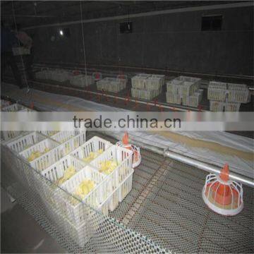 Automatic poultry ground feeding system for chicken broiler