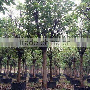 Ficus Lacor photo-3