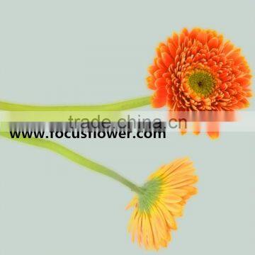 Professional export wedding flowers fresh cut marigold flowers golden sun gerbera with 0.8_1.2kg/bundle from focus