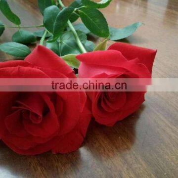 Elegant High Quality Cut Rose Flower With Long Stem Red Rose Flowers Wholesale From China