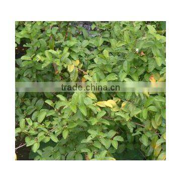 Guava Leaf photo-2
