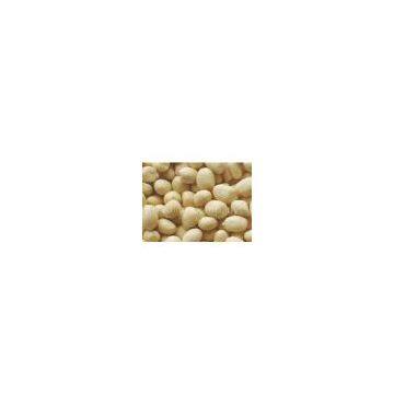 Blanched Peanut Kernel