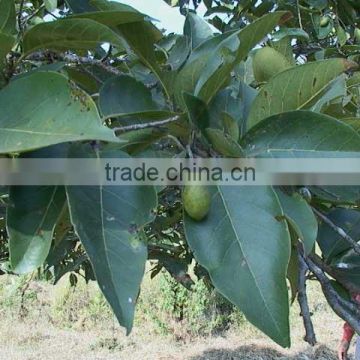 Superior Grade Terminalia bellirica Powder From India