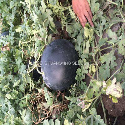 NOFA 3 Pure Black Seedless Watermelon Seeds for Sale photo-4