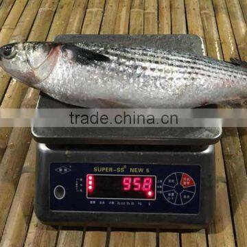 Whole Round Grey Mullet and Mugil Cephalus