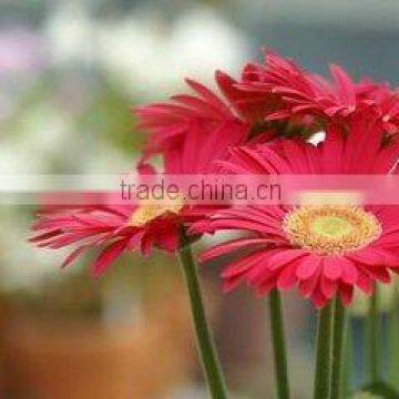 EU Standard Chrysanthemum Flower photo-5