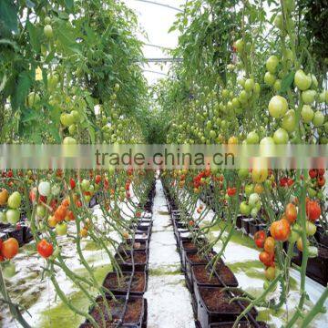 Tomato drip irrigation system design