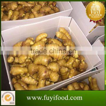 china supplier fresh dry ginger price per ton