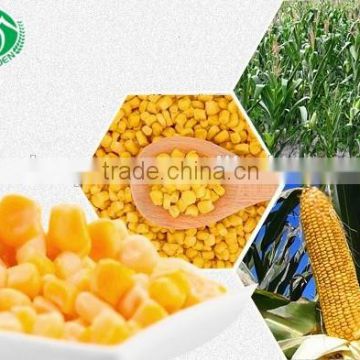 2016 Organic corn kernel sweet canned corn 340G HOT SALE