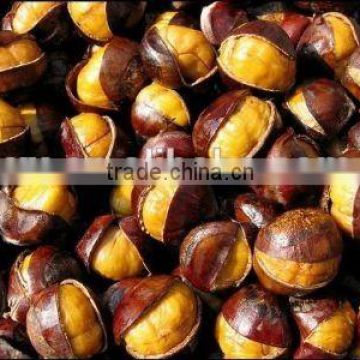 import bulk China large Chestnuts kernels for sale price